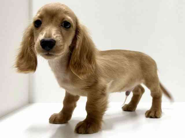 愛知県のミニチュアダックスフンド(ロング) (ひごペットフレンドリーららぽーと名古屋みなとアクルス店/2025年7月27日生まれ/男の子/レッド)の子犬の2枚目の画像