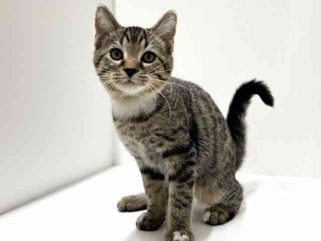 愛知県のジェネッタ (ひごペットフレンドリーららぽーと名古屋みなとアクルス店/2025年7月19日生まれ/男の子/ブラウンマッカレルタビーホワイト)の子猫の2枚目の画像