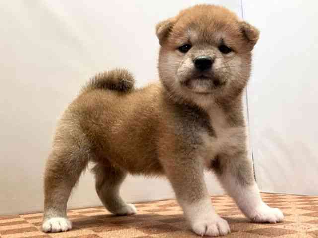 愛媛県の柴犬(標準サイズ) (ひごペットフレンドリーエミフルMASAKI店/2025年7月27日生まれ/男の子/赤)の子犬の2枚目の画像