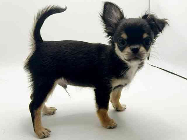 大阪府のチワワ(ロング) (ひごペットフレンドリーみのおキューズモール店/2025年7月26日生まれ/男の子/ブラックタン)の子犬の2枚目の画像