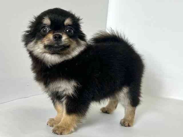 大阪府のチワワ(ロング) (ひごペットフレンドリーアクロスプラザ住之江店/2025年7月23日生まれ/男の子/ブラックタン)の子犬の2枚目の画像