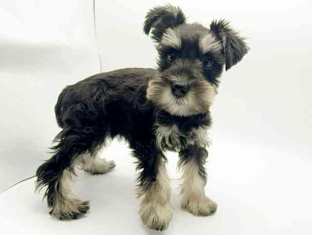 大阪府のミニチュアシュナウザー (ひごペットフレンドリーみのおキューズモール店/2025年7月29日生まれ/女の子/ブラックシルバー)の子犬の2枚目の画像
