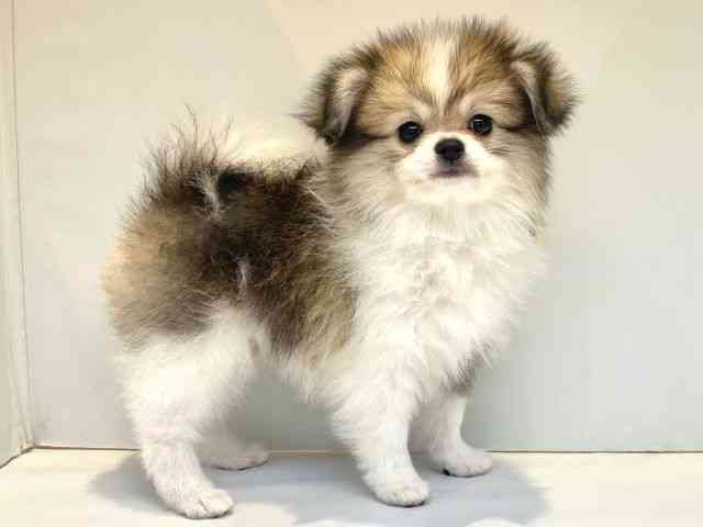 大阪府のポメチワ/チワポメ/ポメチー(ポメラニアン×チワワ) (ひごペットフレンドリーセブンパーク天美店/2025年8月2日生まれ/男の子/パーティーカラー)の子犬の2枚目の画像