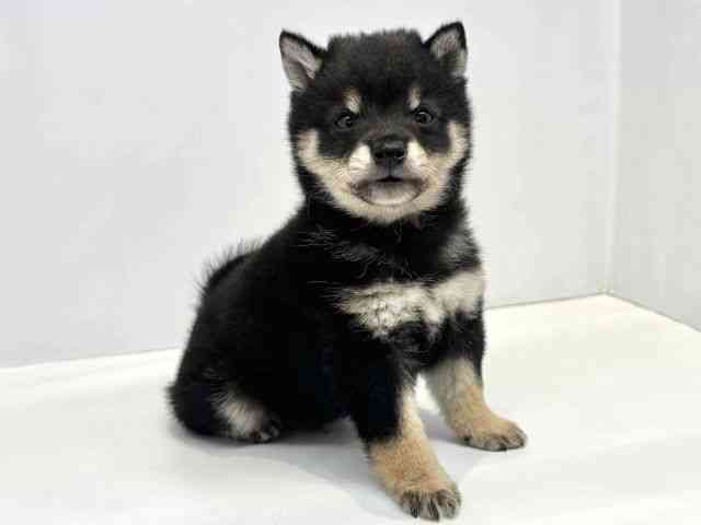 大阪府の柴犬(標準サイズ) (ひごペットフレンドリーセブンパーク天美店/2025年8月2日生まれ/男の子/黒)の子犬の2枚目の画像