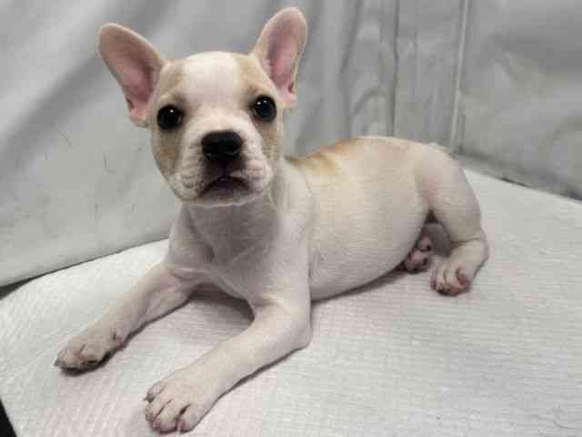 大阪府のフレンチブルドッグ (ひごペットフレンドリー堺プラットプラット店/2025年7月31日生まれ/女の子/クリームホワイト)の子犬の2枚目の画像