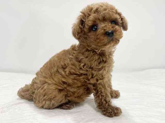 高知県のトイプードル(トイ) (ひごペットフレンドリーイオンモール高知店/2025年8月2日生まれ/女の子/レッド)の子犬の2枚目の画像