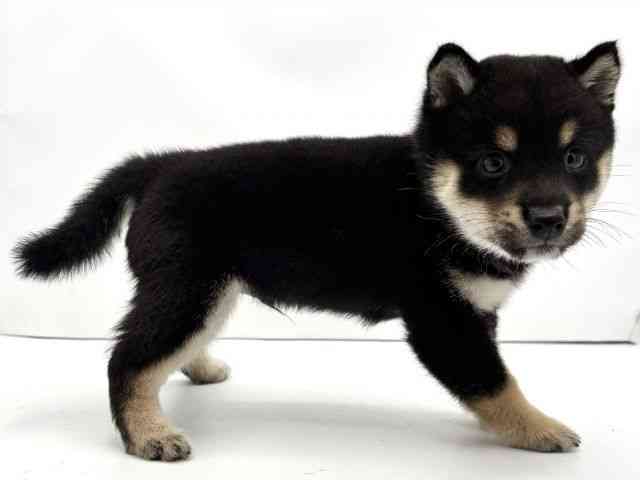兵庫県の柴犬(標準サイズ) (ひごペットフレンドリークラウンパーク伊丹店/2025年8月4日生まれ/男の子/黒)の子犬の2枚目の画像