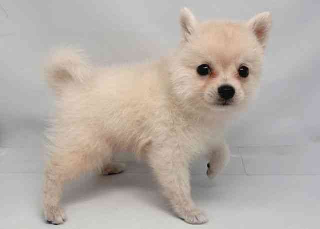 鳥取県のポメ柴/豆ポメ/ポメ豆柴(ポメラニアン×柴犬) (ひごペットフレンドリーイオンモール鳥取北店/2025年8月4日生まれ/男の子/クリーム)の子犬の2枚目の画像
