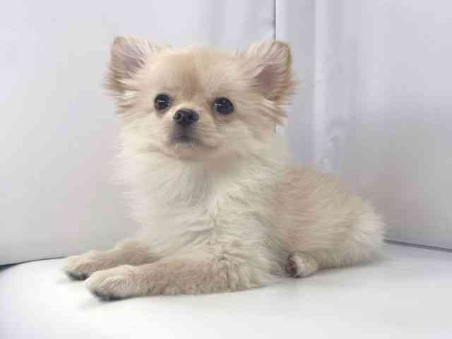 兵庫県のポメチワ/チワポメ/ポメチー(ポメラニアン×チワワ) (ひごペットフレンドリーイオンタウン加古川店/2025年8月5日生まれ/女の子/クリーム)の子犬の2枚目の画像