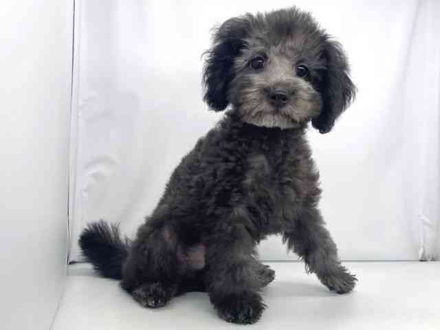 兵庫県のトイプードル(トイ) (ひごペットフレンドリーイオンタウン加古川店/2025年8月3日生まれ/男の子/シルバー)の子犬の2枚目の画像