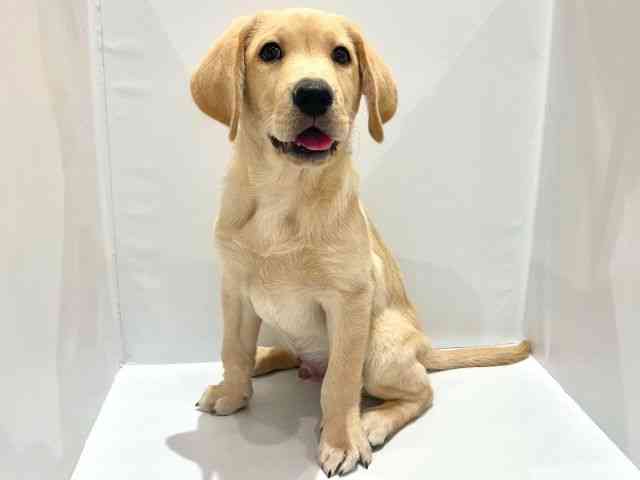 大阪府のラブラドールレトリーバー (ひごペットフレンドリーセブンパーク天美店/2025年8月6日生まれ/男の子/イエロー)の子犬の2枚目の画像
