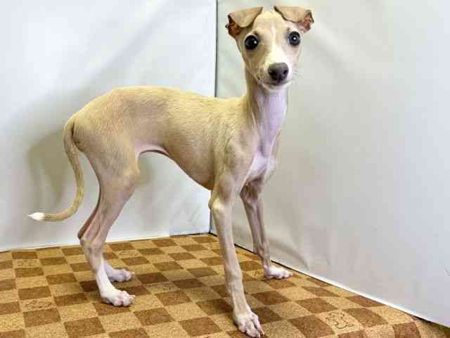 愛媛県のイタリアングレーハウンド (ひごペットフレンドリーエミフルMASAKI店/2025年8月4日生まれ/女の子/フォーンホワイト)の子犬の2枚目の画像