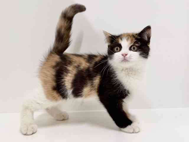 奈良県のスコティッシュフォールド (ひごペットフレンドリーイオンモール橿原ウエストビレッジ店/2025年8月10日生まれ/女の子/キャリコ)の子猫の2枚目の画像