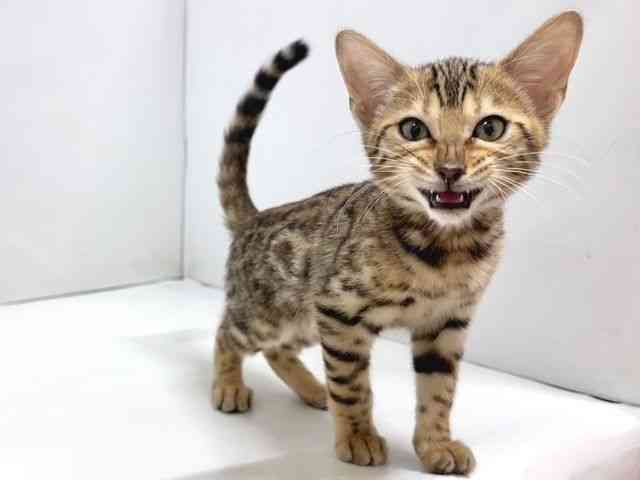 奈良県のベンガル (ひごペットフレンドリー奈良パワーシティ店/2025年8月5日生まれ/女の子/ブラウンスポットタビー)の子猫の2枚目の画像