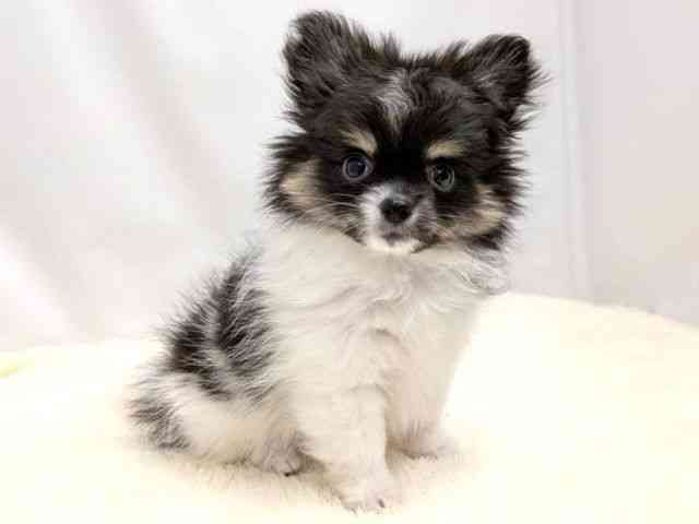 広島県のポメチワ/チワポメ/ポメチー(ポメラニアン×チワワ) (ひごペットフレンドリーゆめタウン廿日市店/2025年8月8日生まれ/女の子/ブラックホワイト)の子犬の2枚目の画像
