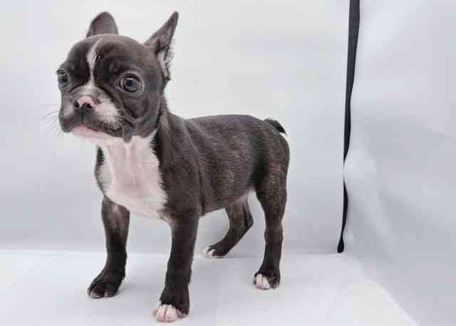 島根県のフレンチブルドッグ (ひごペットフレンドリーイオン松江ショッピングセンター店/2025年8月9日生まれ/女の子/ブリンドルホワイト)の子犬の2枚目の画像