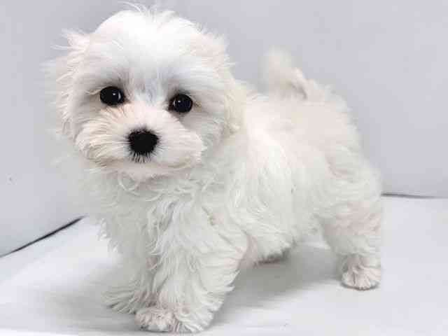 奈良県のマルチーズ (ひごペットフレンドリー奈良パワーシティ店/2025年8月6日生まれ/女の子/ホワイト)の子犬の2枚目の画像