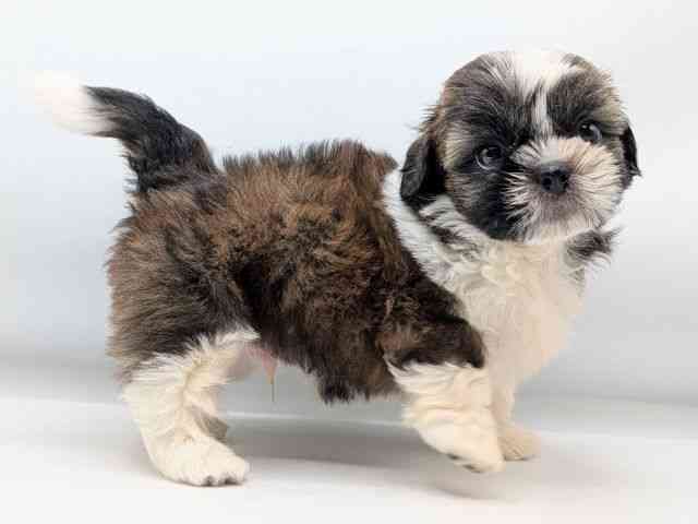 香川県のシーズー (ひごペットフレンドリーゆめタウン高松店/2025年8月8日生まれ/男の子/ホワイトゴールド)の子犬の2枚目の画像