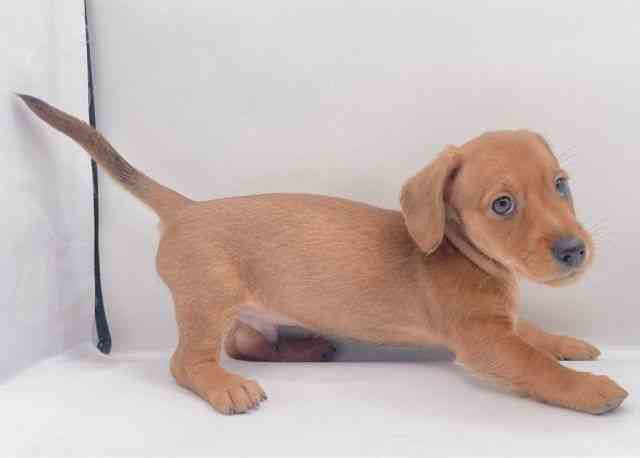 島根県のハーフ犬・ミックス犬 (ひごペットフレンドリーイオン松江ショッピングセンター店/2025年8月9日生まれ/男の子/レッド)の子犬の2枚目の画像