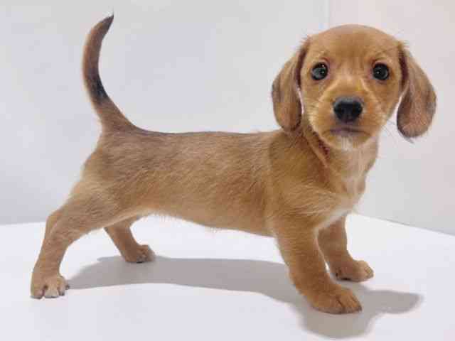 大阪府のハーフ犬・ミックス犬 (ひごペットフレンドリーイズミヤショッピングセンター千里丘店/2025年8月9日生まれ/女の子/レッド)の子犬の2枚目の画像