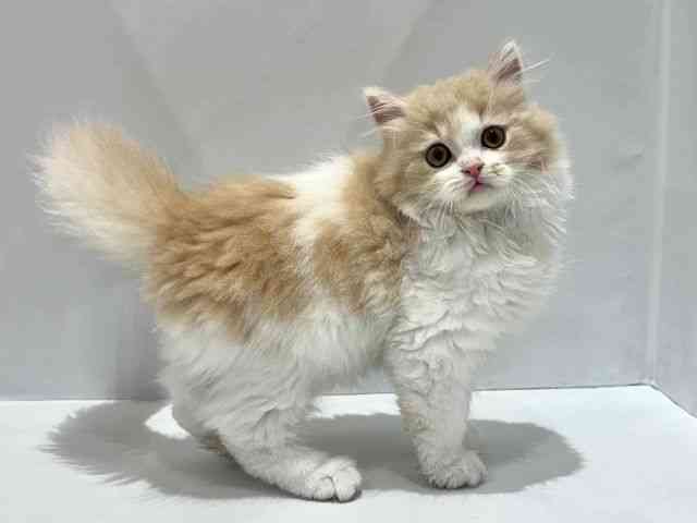 XReBbVtH[hmN[^r[zCgn