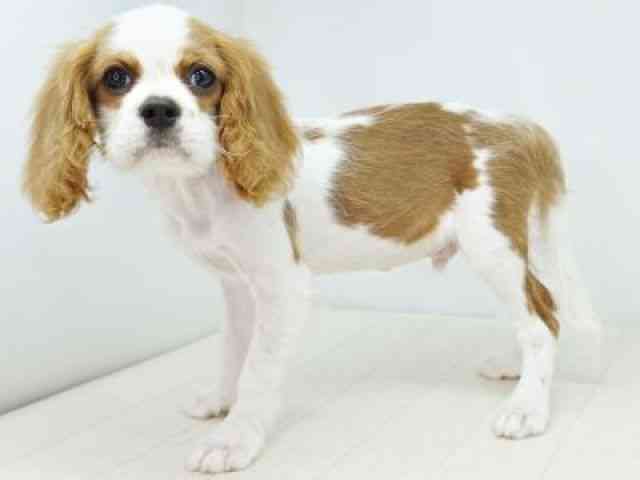 福岡県のキャバリアキングチャールズスパニエル (ひごペットフレンドリーゆめタウン筑紫野店/2025年7月7日生まれ/男の子/ブレンハイム)の子犬の2枚目の画像