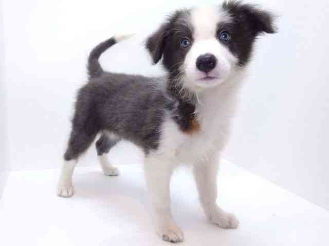 大阪府のボーダーコリー (ひごペットフレンドリーいこらもーる泉佐野店/2025年8月12日生まれ/男の子/ブルーホワイト)の子犬の2枚目の画像