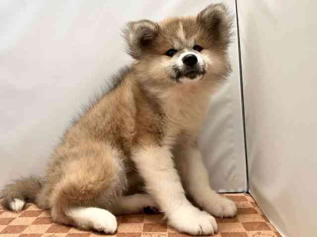 愛媛県の秋田犬 (ひごペットフレンドリーエミフルMASAKI店/2025年8月5日生まれ/女の子/赤)の子犬の2枚目の画像