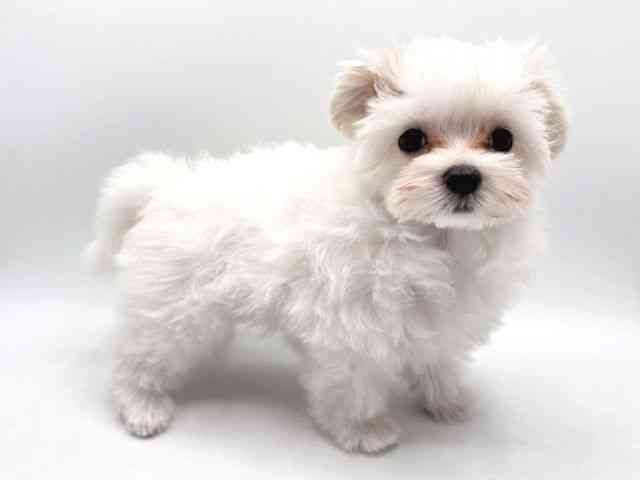 奈良県のマルチーズ (ひごペットフレンドリー田原本店/2025年8月13日生まれ/男の子/ホワイト)の子犬の2枚目の画像