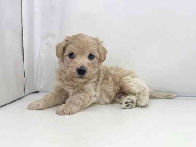 兵庫県のハーフ犬・ミックス犬 (ひごペットフレンドリーイオンタウン加古川店/2025年8月13日生まれ/男の子/クリーム)の子犬の2枚目の画像