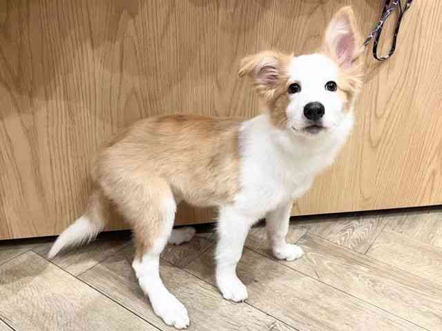 京都府のボーダーコリー (ひごペットフレンドリーイオンモール高の原店/2025年7月14日生まれ/女の子/ウィートンホワイト)の子犬の2枚目の画像