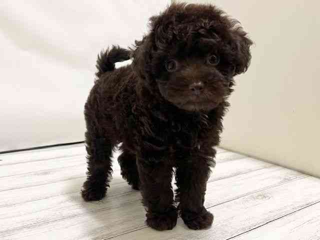 和歌山県のチワプー/プーチー(チワワ×プードル) (ひごペットフレンドリーパームシティ和歌山店/2025年8月8日生まれ/男の子/チョコレート)の子犬の2枚目の画像