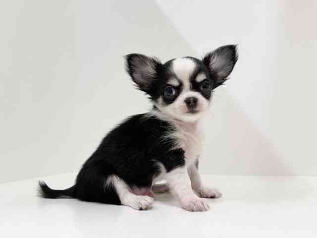 奈良県のチワワ(ロング) (ひごペットフレンドリーイオンモール橿原ウエストビレッジ店/2025年8月16日生まれ/男の子/ホワイトブラックタン)の子犬の2枚目の画像