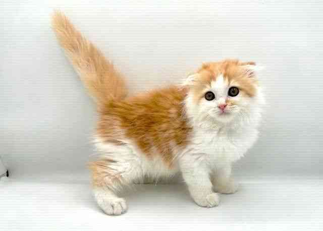 島根県のスコティッシュフォールド (ひごペットフレンドリーイオン松江ショッピングセンター店/2025年8月16日生まれ/女の子/レッドタビーホワイト)の子猫の2枚目の画像