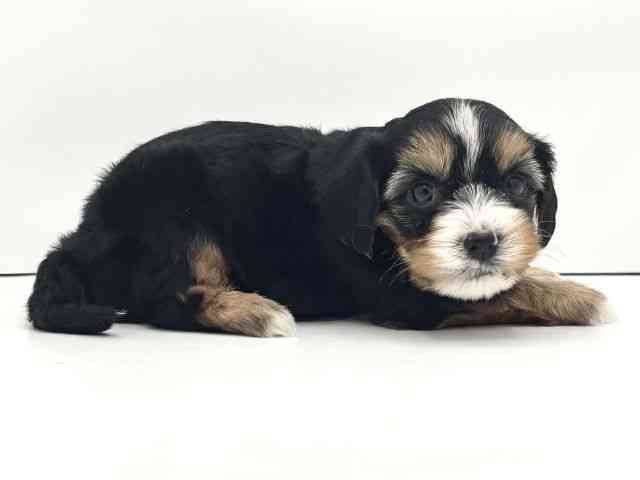兵庫県のハーフ犬・ミックス犬 (ひごペットフレンドリークラウンパーク伊丹店/2025年8月16日生まれ/男の子/ブラックタンホワイト)の子犬の2枚目の画像