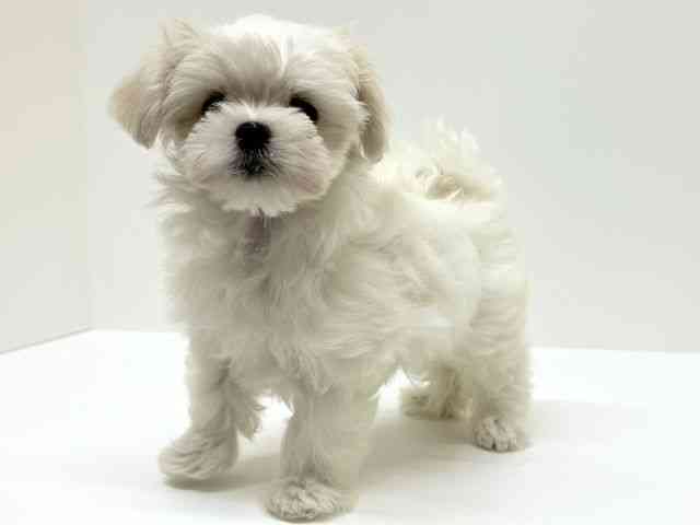 兵庫県のマルチーズ (ひごペットフレンドリーブルメールHAT神戸店/2025年8月17日生まれ/女の子/ホワイト)の子犬の2枚目の画像