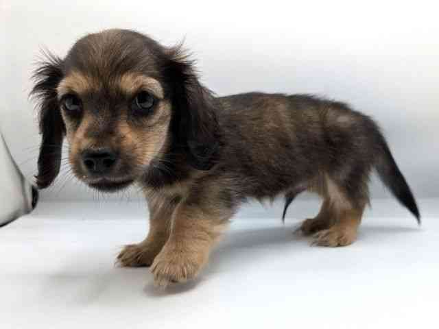 兵庫県のミニチュアダックスフンド(ロング) (ひごペットフレンドリーコロワ甲子園店/2025年8月9日生まれ/男の子/シェーデットレッド)の子犬の2枚目の画像