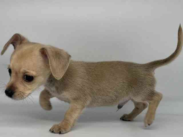 2025年8月16日生まれのチワックス(チワワ×ダックス)の2枚目の写真