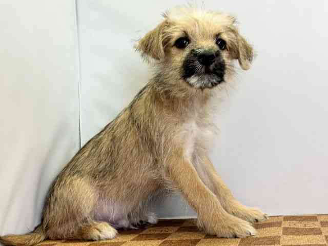 愛媛県のハーフ犬・ミックス犬 (ひごペットフレンドリーエミフルMASAKI店/2025年8月16日生まれ/男の子/レッド)の子犬の2枚目の画像