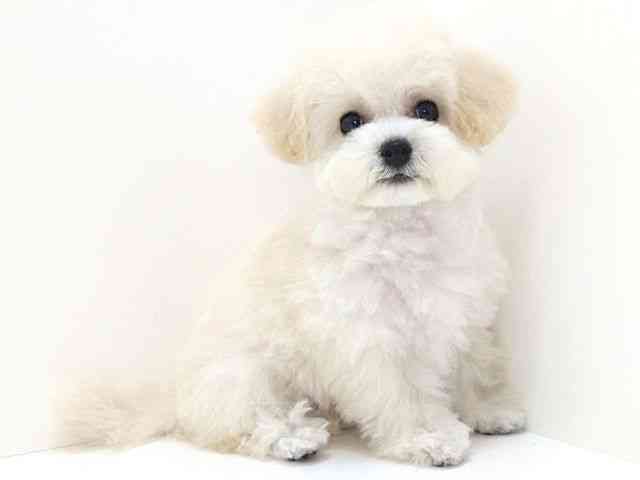 大阪府のビションプー(ビションフリーゼ×プードル) (ひごペットフレンドリーいこらもーる泉佐野店/2025年8月17日生まれ/女の子/クリーム)の子犬の2枚目の画像