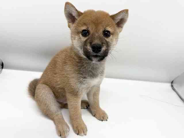 大阪府の柴犬(標準サイズ) (ひごペットフレンドリーイオンタウン豊中庄内店/2025年8月18日生まれ/男の子/赤)の子犬の2枚目の画像