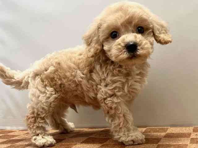 愛媛県のハーフ犬・ミックス犬 (ひごペットフレンドリーエミフルMASAKI店/2025年8月18日生まれ/男の子/クリーム)の子犬の2枚目の画像