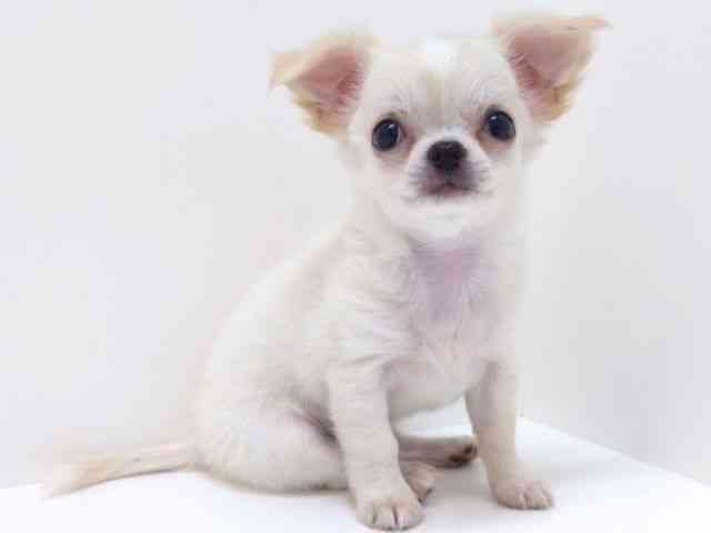 大阪府のチワワ(ロング) (ひごペットフレンドリーいこらもーる泉佐野店/2025年8月15日生まれ/男の子/ホワイトクリーム)の子犬の2枚目の画像