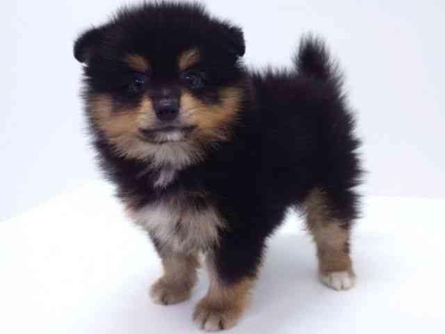 大阪府のポメラニアン (ひごペットフレンドリーいこらもーる泉佐野店/2025年8月19日生まれ/男の子/ブラックタン)の子犬の2枚目の画像