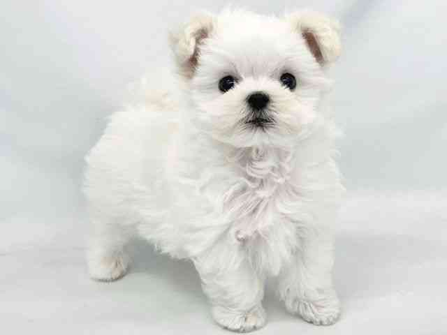 大阪府のマルチーズ (ひごペットフレンドリーイトーヨーカドー津久野店/2025年8月18日生まれ/男の子/ホワイト)の子犬の2枚目の画像