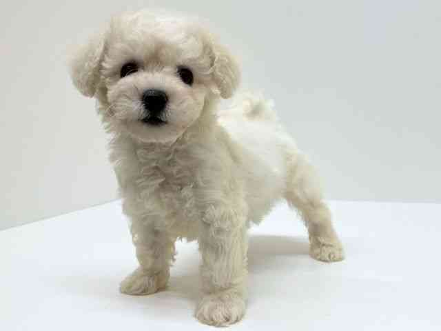 兵庫県のビションフリーゼ (ひごペットフレンドリーブルメールHAT神戸店/2025年8月19日生まれ/男の子/ホワイト)の子犬の2枚目の画像