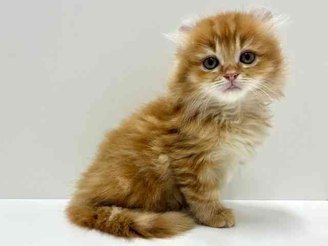 愛知県のアメリカンカール (ひごペットフレンドリーららぽーと名古屋みなとアクルス店/2025年8月20日生まれ/男の子/レッドタビー)の子猫の2枚目の画像