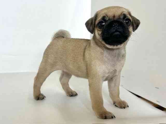 大阪府のパグ (ひごペットフレンドリーアクロスプラザ住之江店/2025年8月20日生まれ/女の子/フォーン)の子犬の2枚目の画像