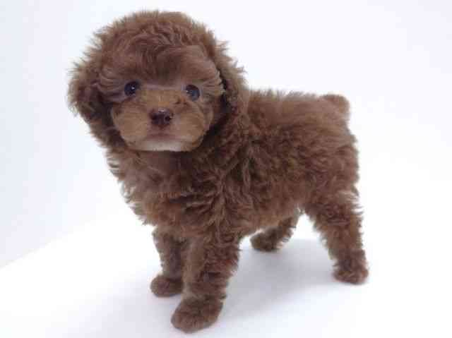 大阪府のトイプードル(トイ) (ひごペットフレンドリーいこらもーる泉佐野店/2025年8月21日生まれ/男の子/シルバーベージュ)の子犬の2枚目の画像