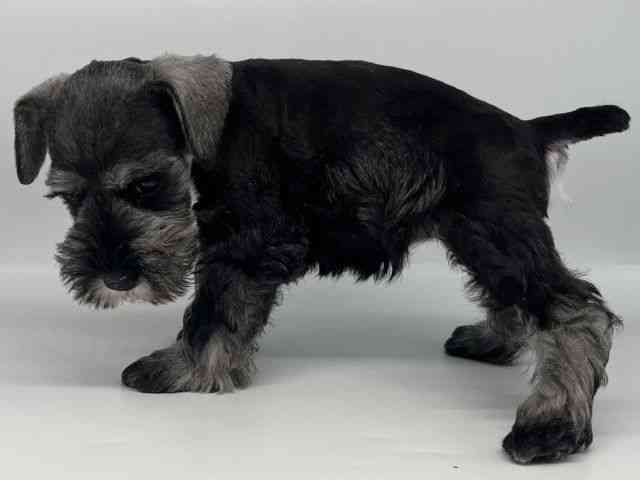 徳島県のミニチュアシュナウザー (ひごペットフレンドリーゆめタウン徳島店/2025年8月19日生まれ/女の子/ソルトペッパー)の子犬の2枚目の画像